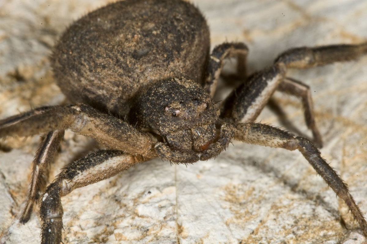 Ragno gladiatore (Xysticus (bufo?))