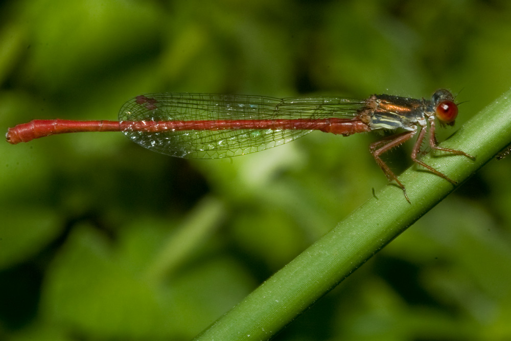 Zigottero: Ceriagrion tenellum