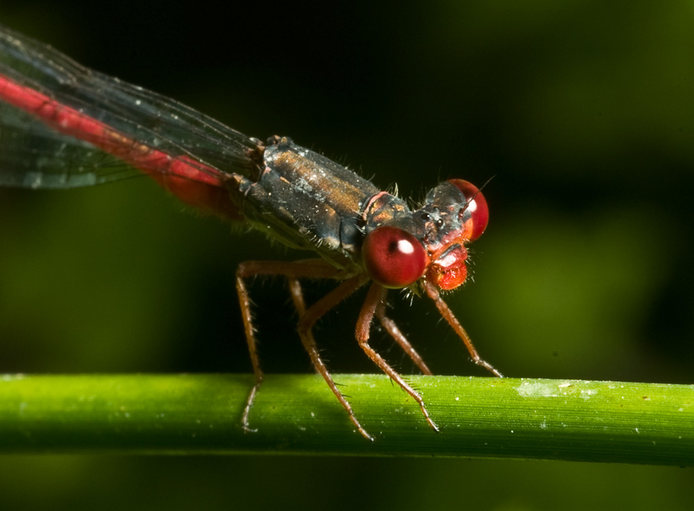 Zigottero: Ceriagrion tenellum