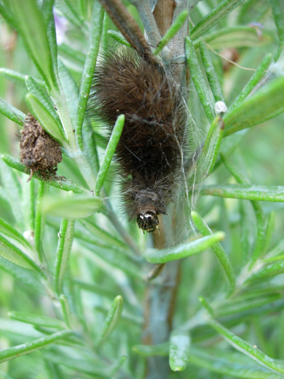 Altro bruco da indentificare. Arctidae?