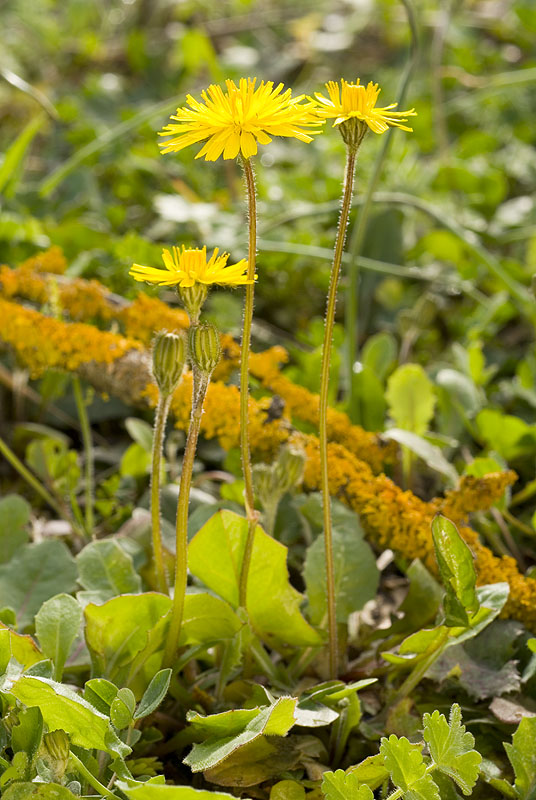 Crepis sancta?