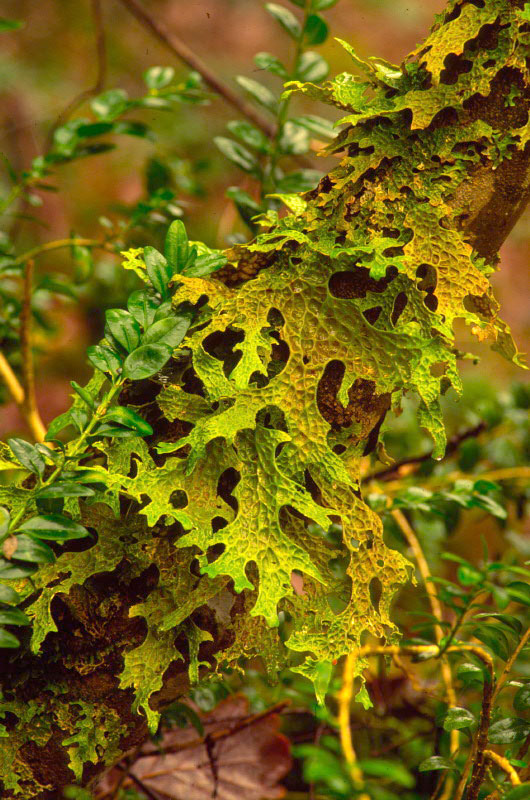 Buxus sempervirens / Bosso comune