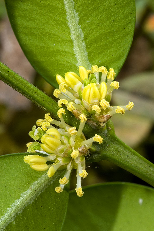 Buxus sempervirens / Bosso comune