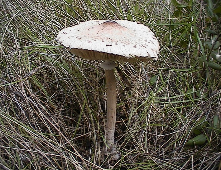 Macrolepiota, lepiota...boh!