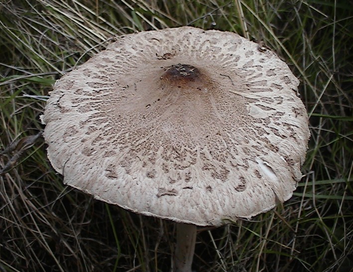 Macrolepiota, lepiota...boh!