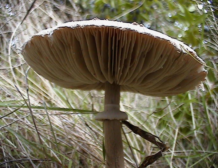 Macrolepiota, lepiota...boh!