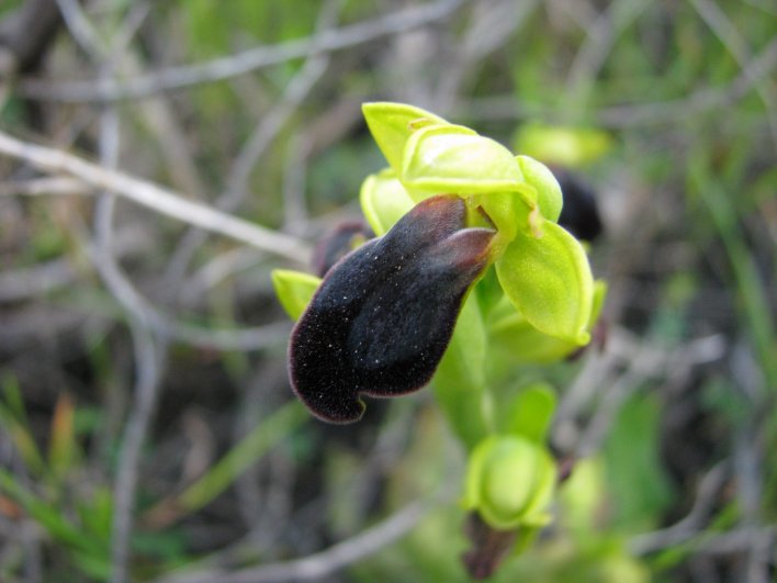 Ophrys iricolor subsp. eleonorae