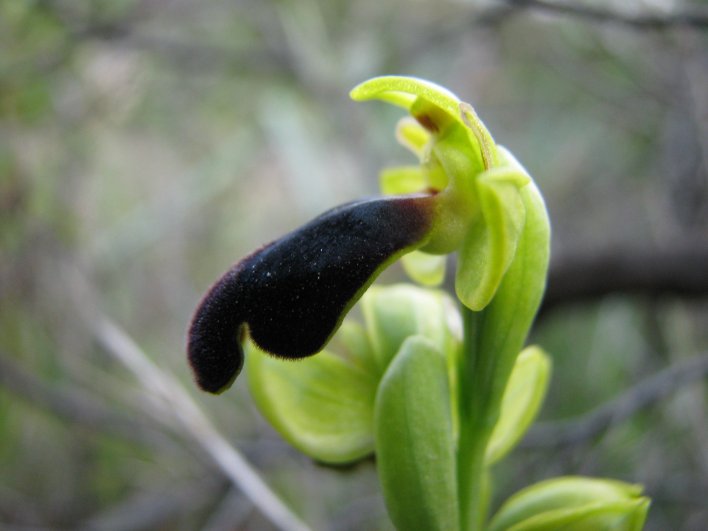 Ophrys iricolor subsp. eleonorae