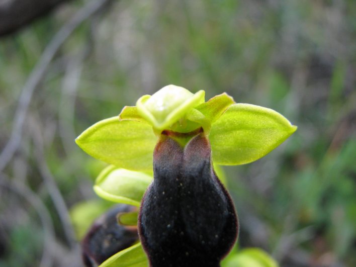 Ophrys iricolor subsp. eleonorae