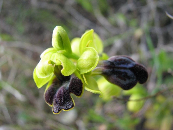 Ophrys iricolor subsp. eleonorae