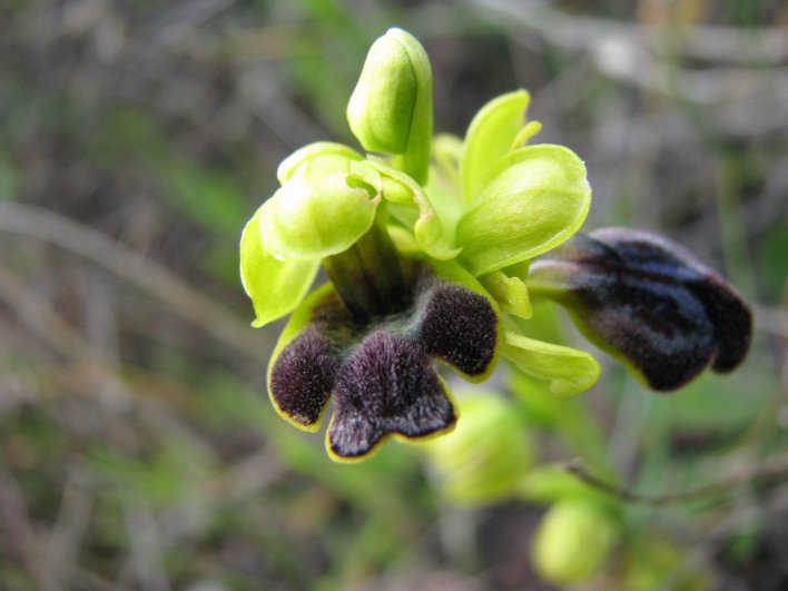 Ophrys iricolor subsp. eleonorae