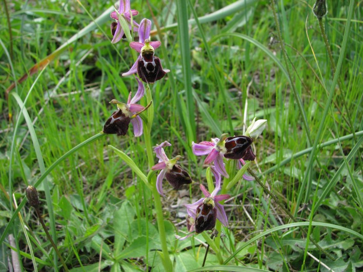 Ophrys morisii