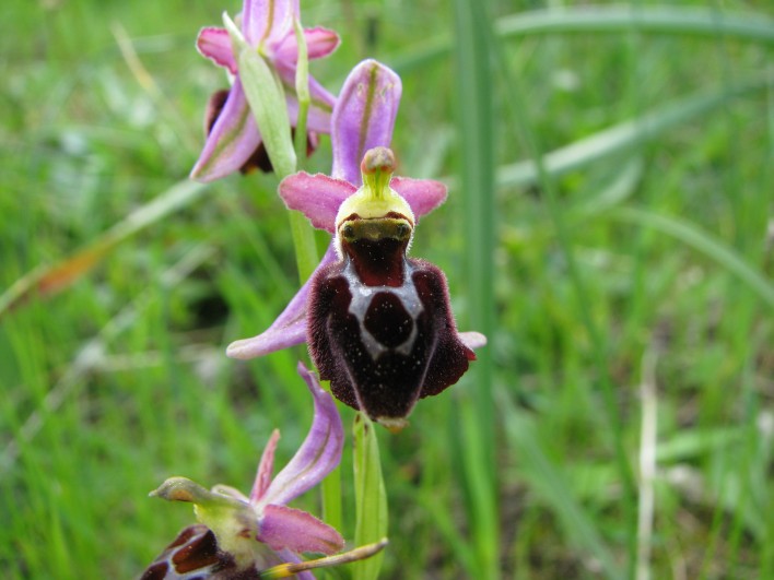 Ophrys morisii