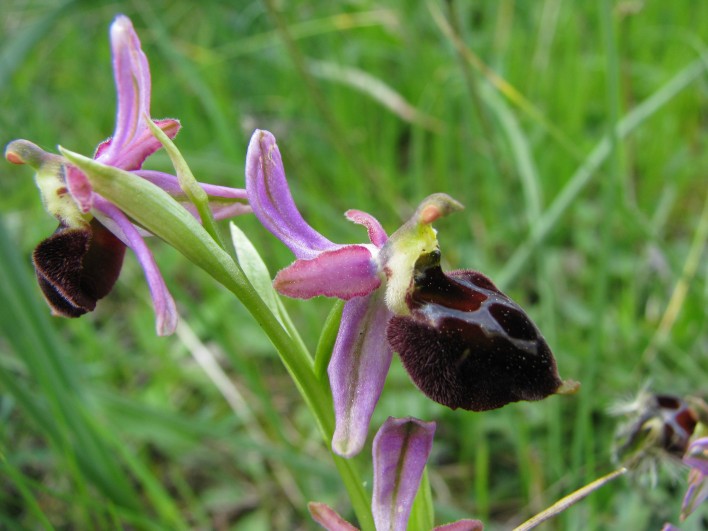 Ophrys morisii