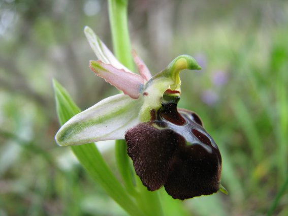 Ophrys morisii (Martelli) So