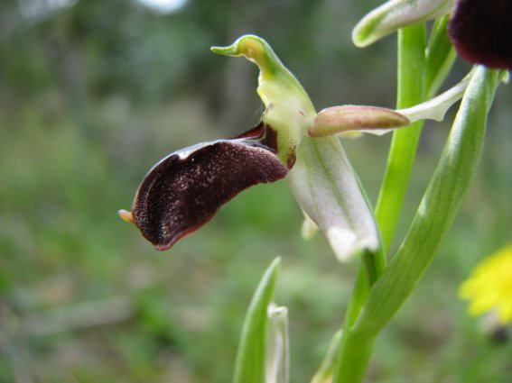 Ophrys morisii (Martelli) So