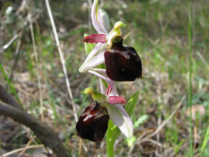 Ophrys morisii