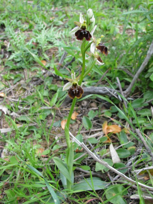 Ophrys panormitana var. praecox