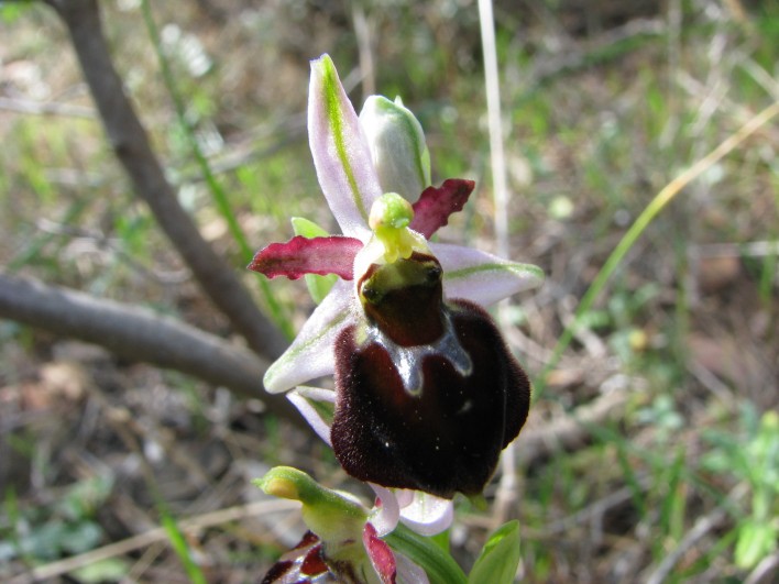 Ophrys morisii