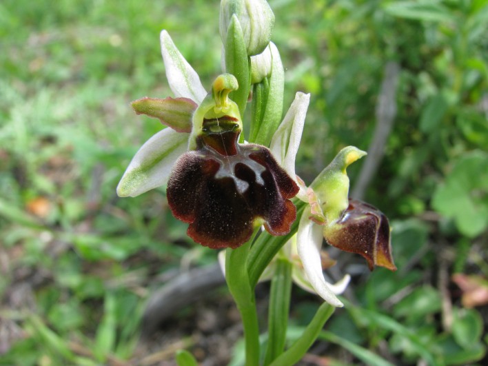 Ophrys panormitana var. praecox