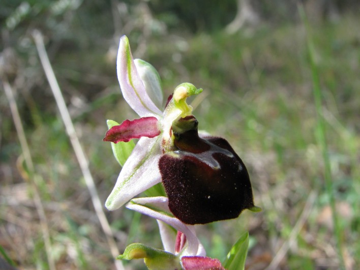 Ophrys morisii