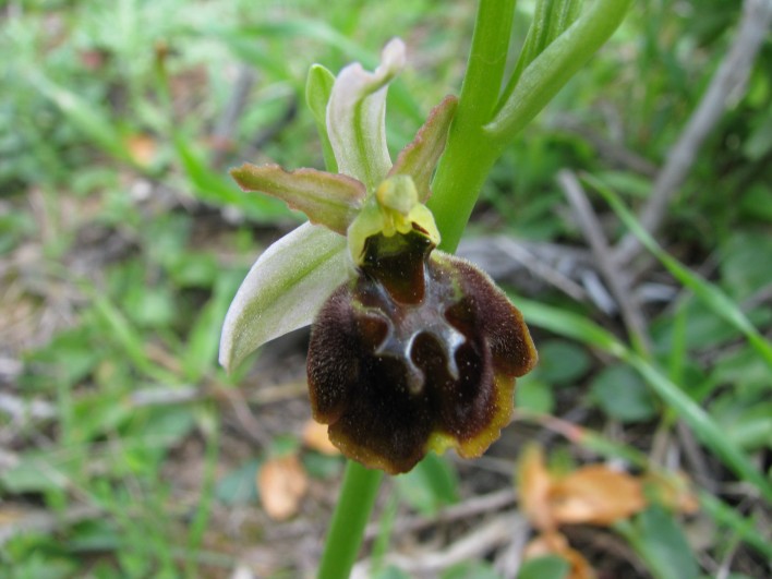 Ophrys panormitana var. praecox