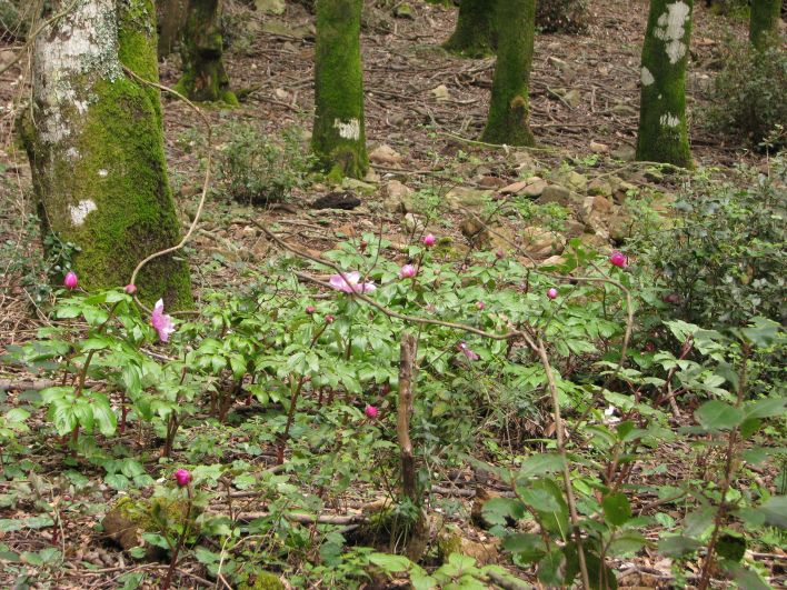 Paeonia morisii / Peonia di Moris