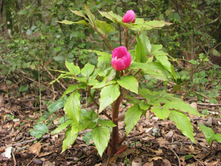 Paeonia morisii / Peonia di Moris