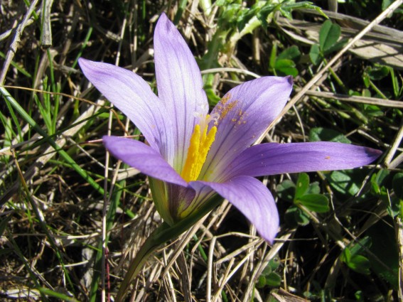 Romulea...ma quale? (bulbocosium, ligustica e ramiflora)