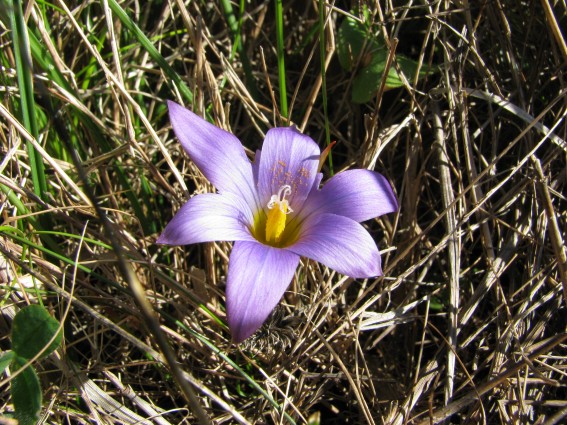 Romulea...ma quale? (bulbocosium, ligustica e ramiflora)