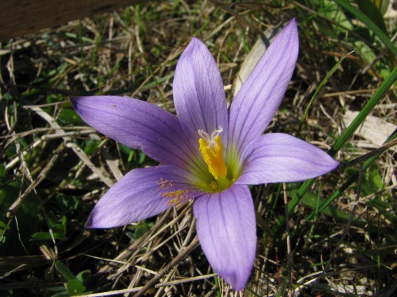 Romulea...ma quale? (bulbocosium, ligustica e ramiflora)