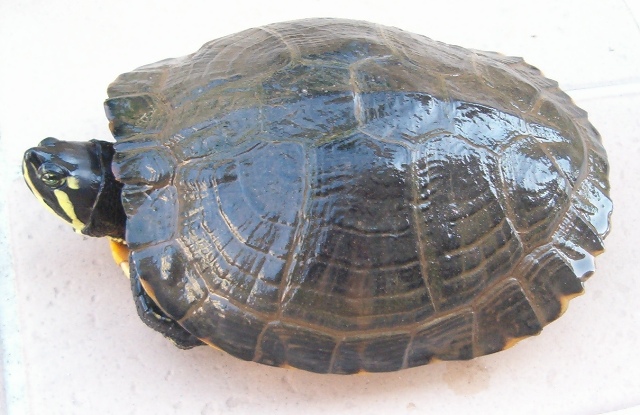 Identificazione sesso Trachemys scripta scripta