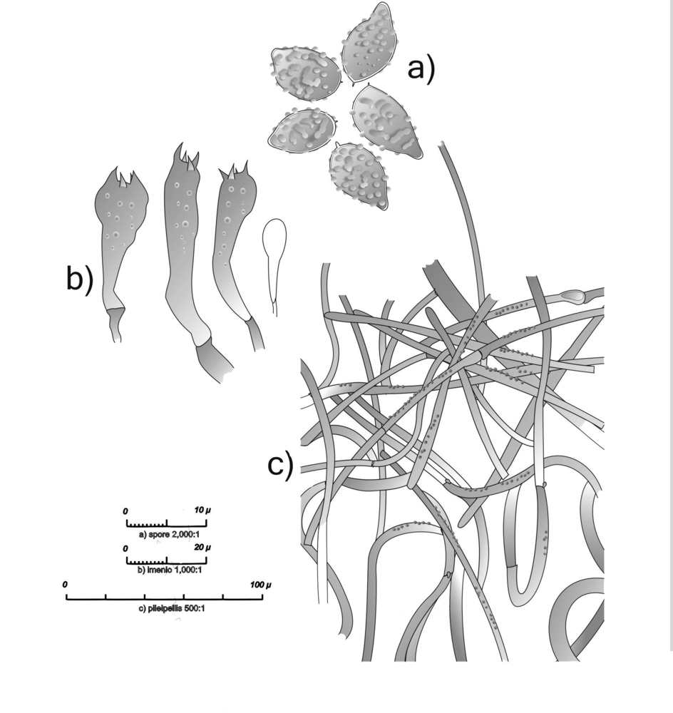 Phlegmacium (Cortinarius humolens)