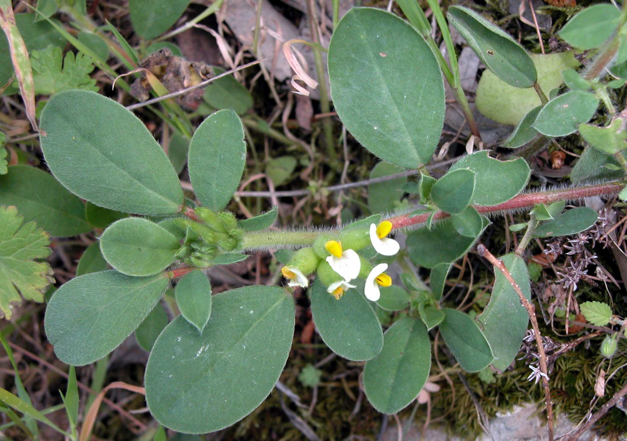 Tripodion tetraphyllum / Vulneraria annuale