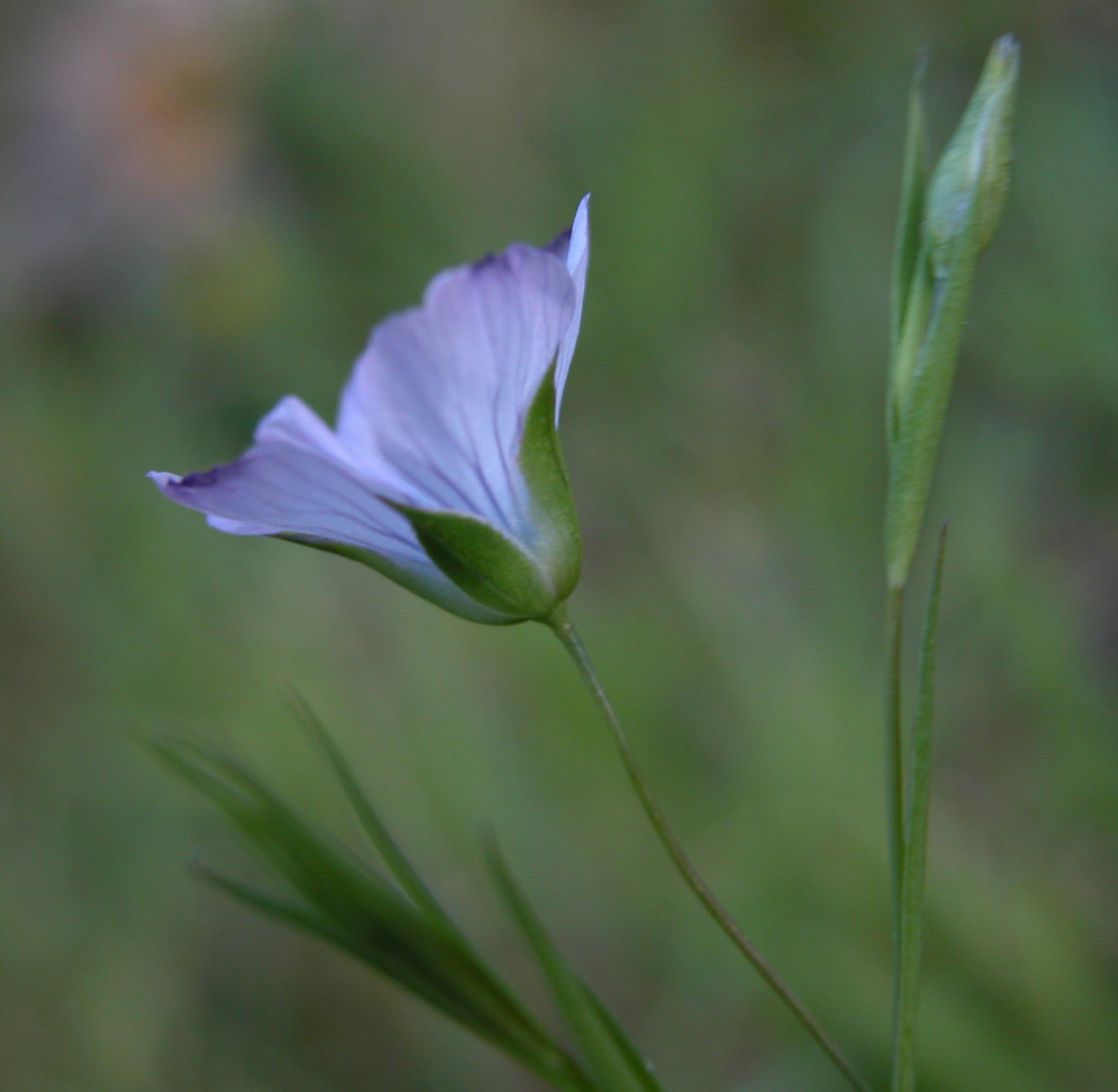 Linum usitatissimum subsp. angustifolium (=L. bienne) / Lino selvatico