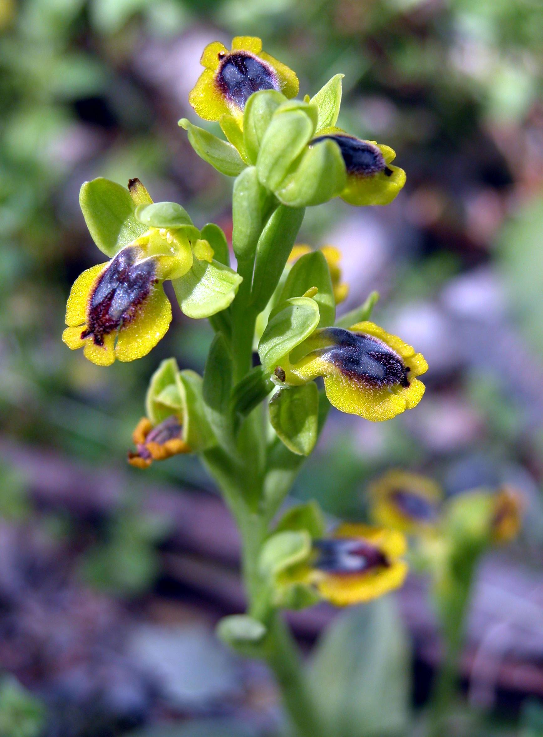 Ophrys sicula