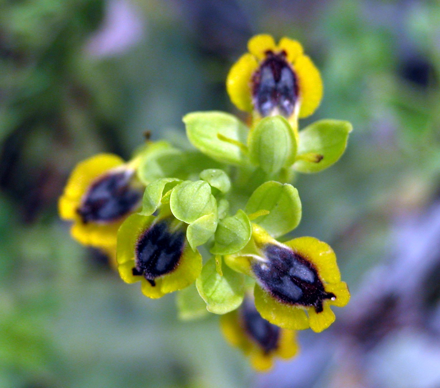 Ophrys sicula