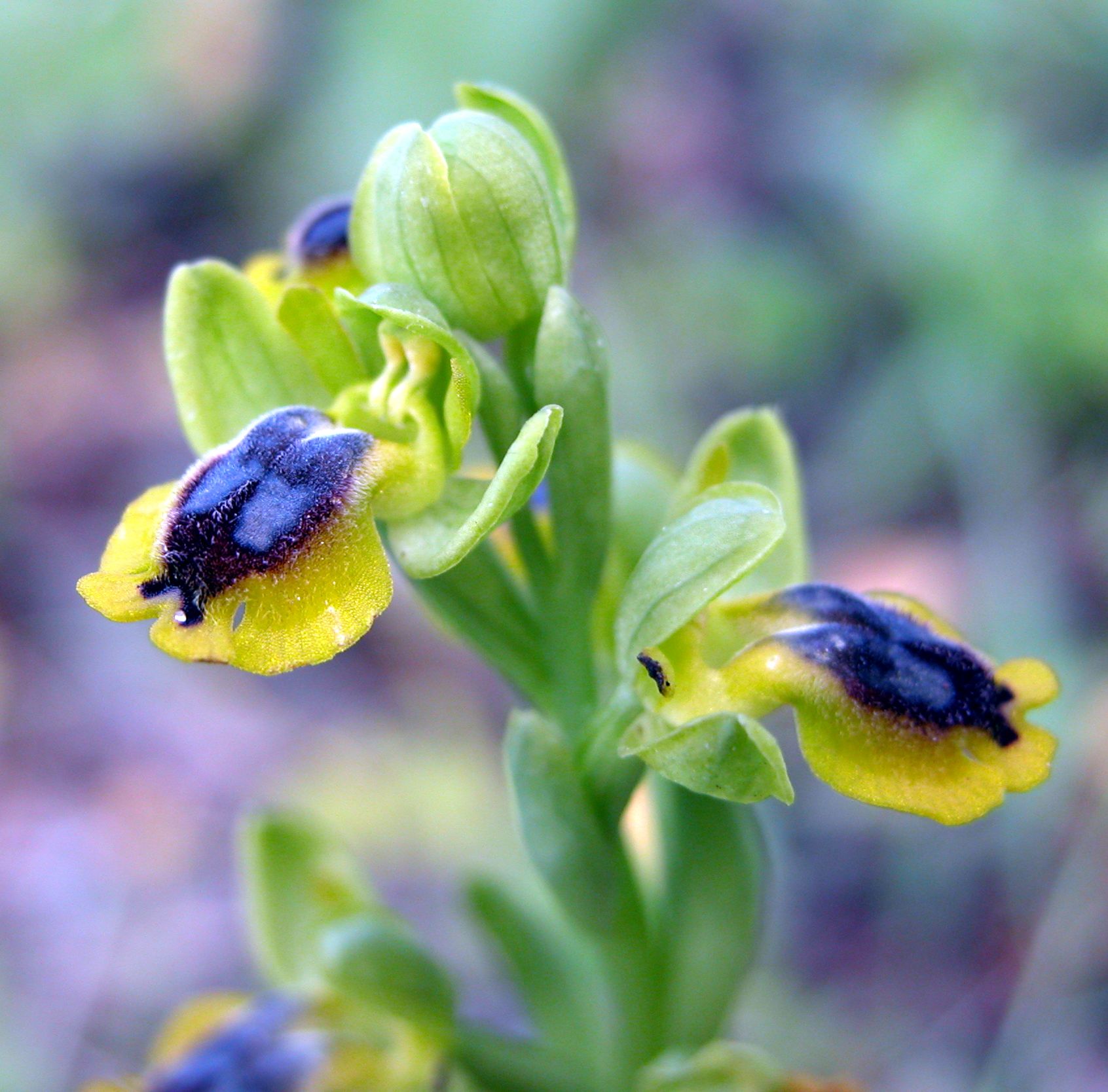 Ophrys sicula