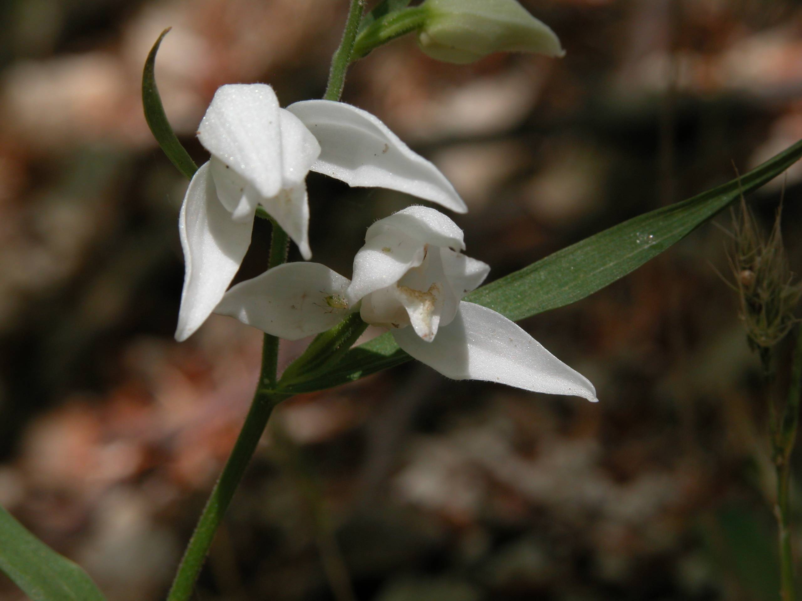 Cephalanthera rubra ..... albina