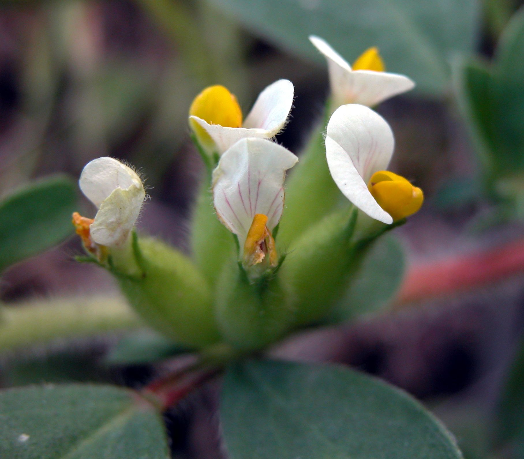 Tripodion tetraphyllum / Vulneraria annuale