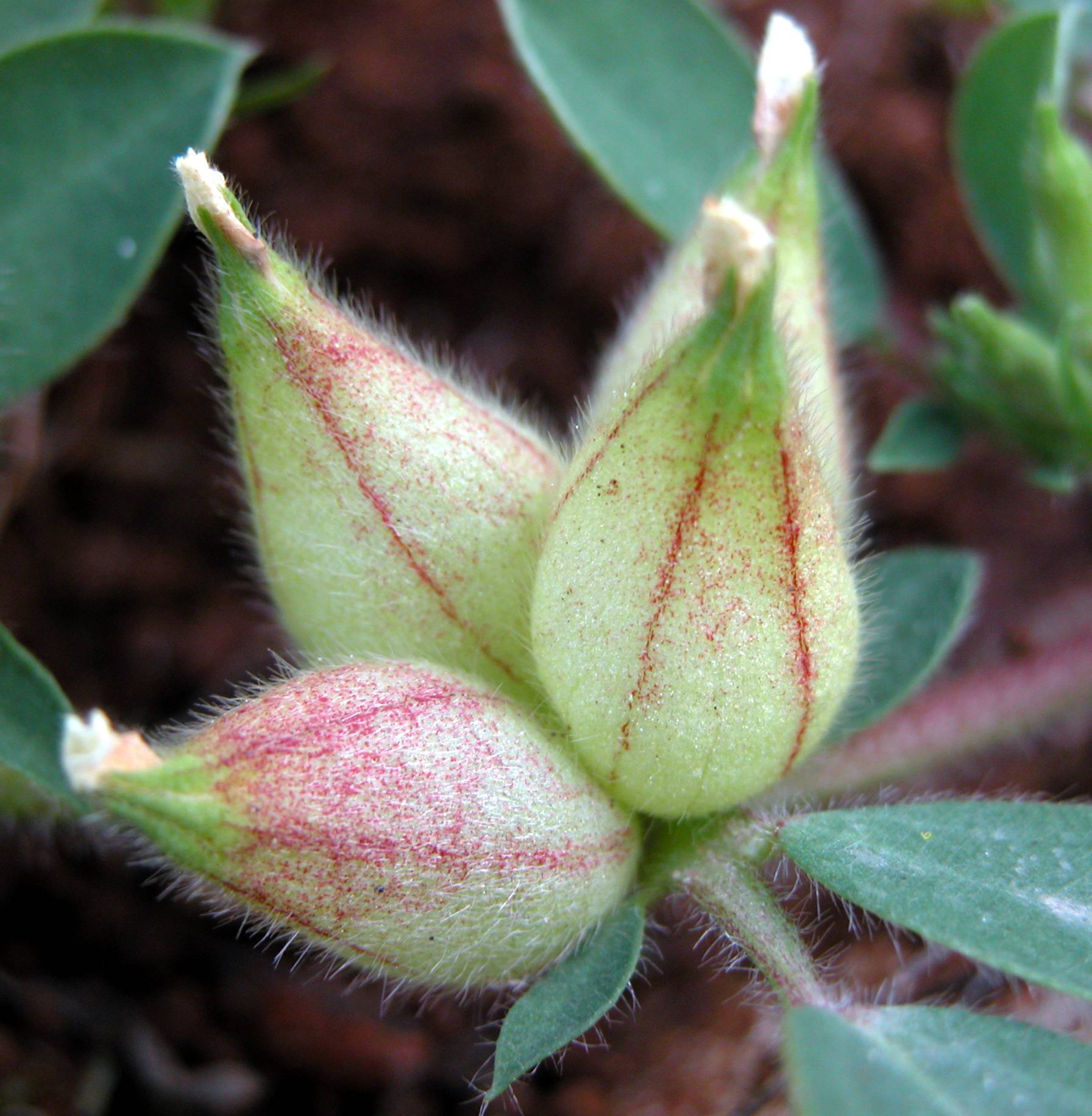 Tripodion tetraphyllum / Vulneraria annuale