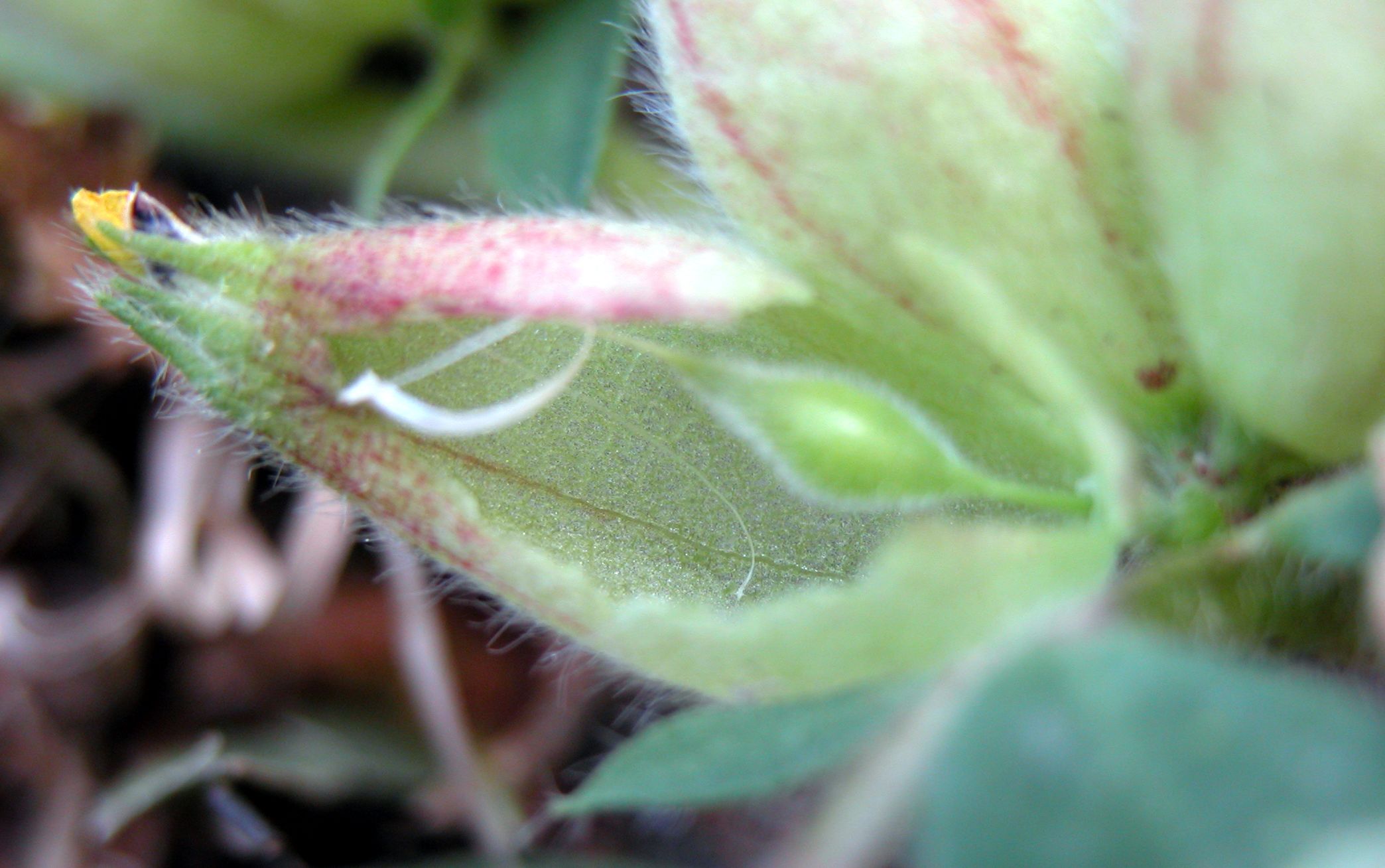 Tripodion tetraphyllum / Vulneraria annuale