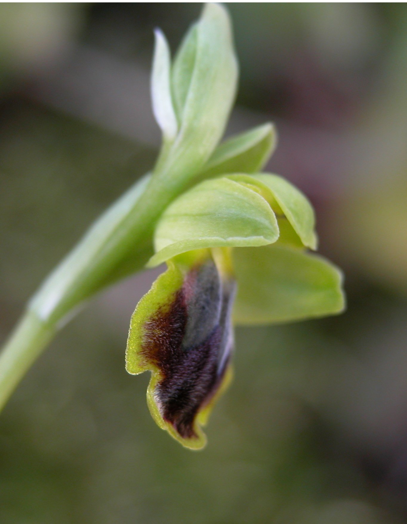 Ophrys flammeola (P. Delforge)
