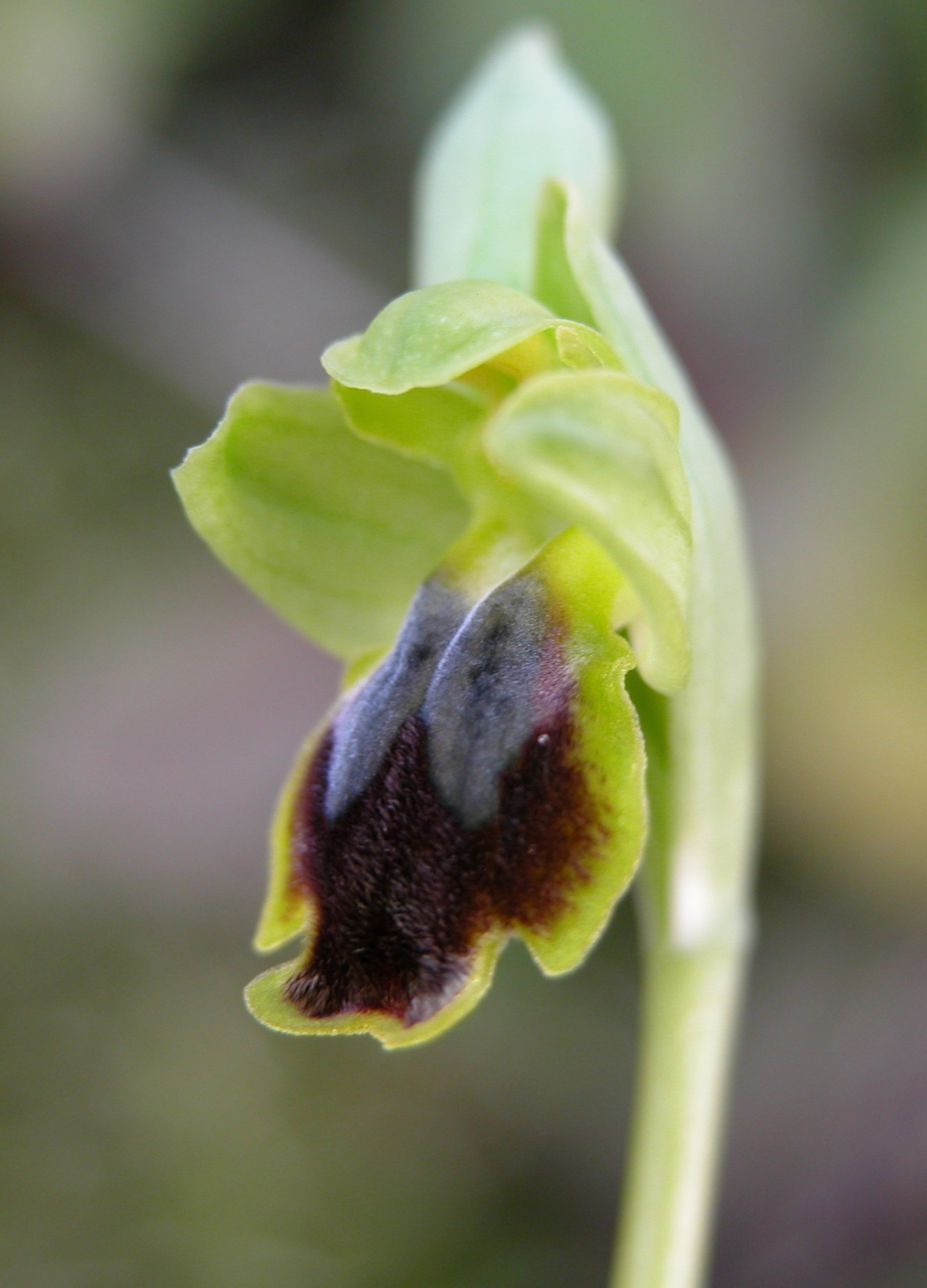 Ophrys flammeola (P. Delforge)