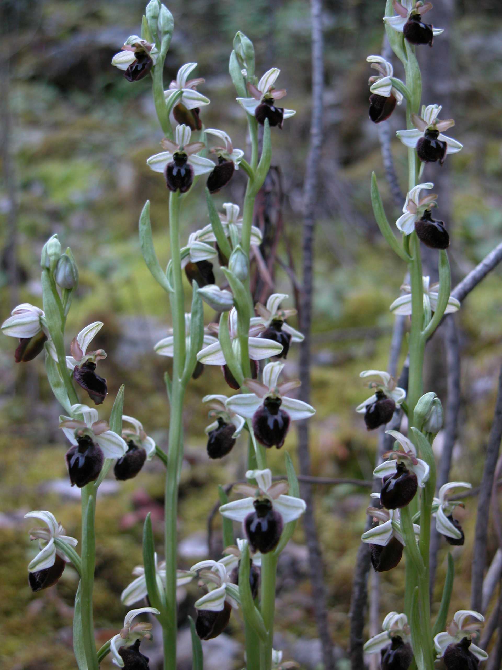 Ophrys panormitana