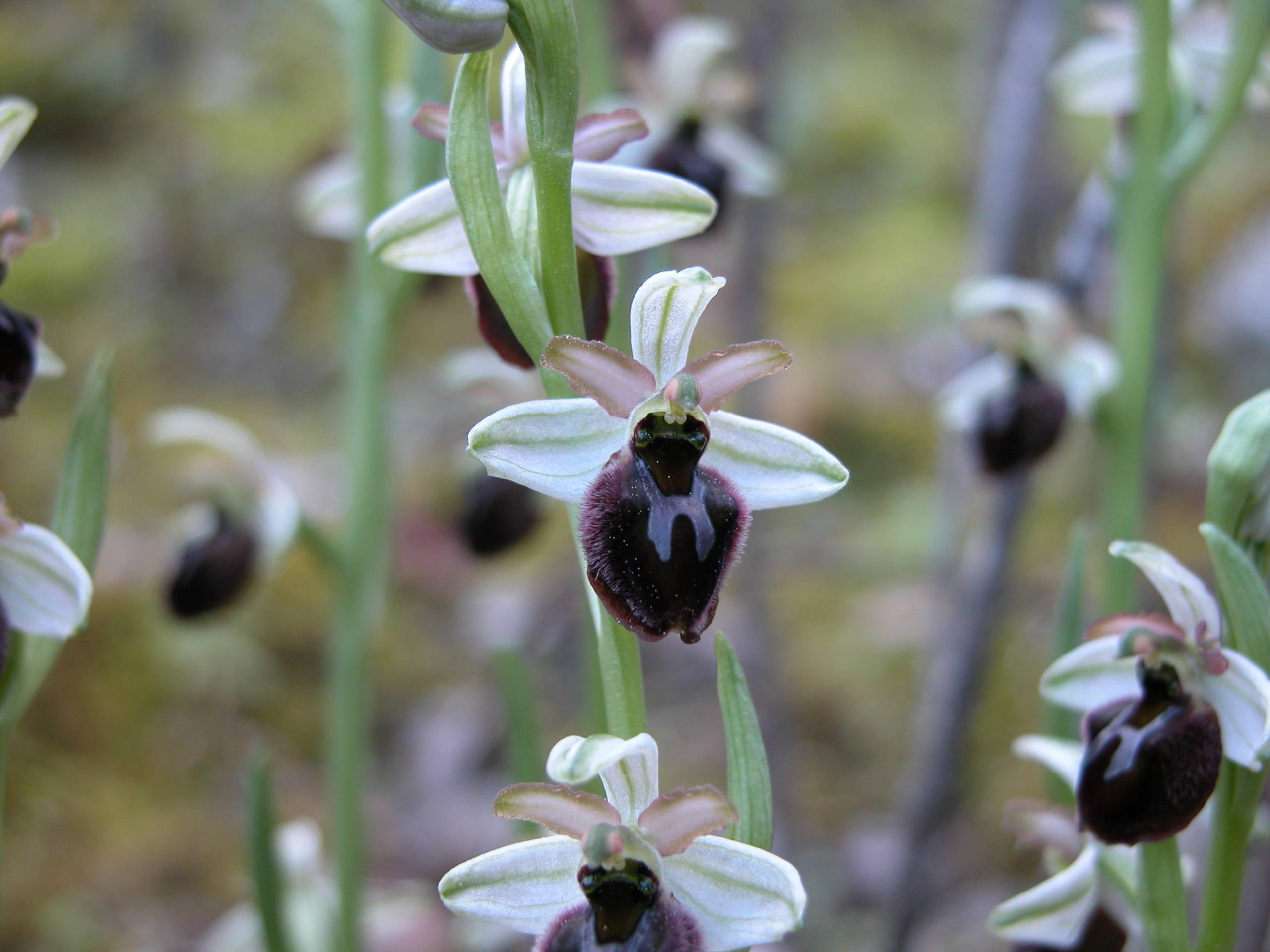 Ophrys panormitana