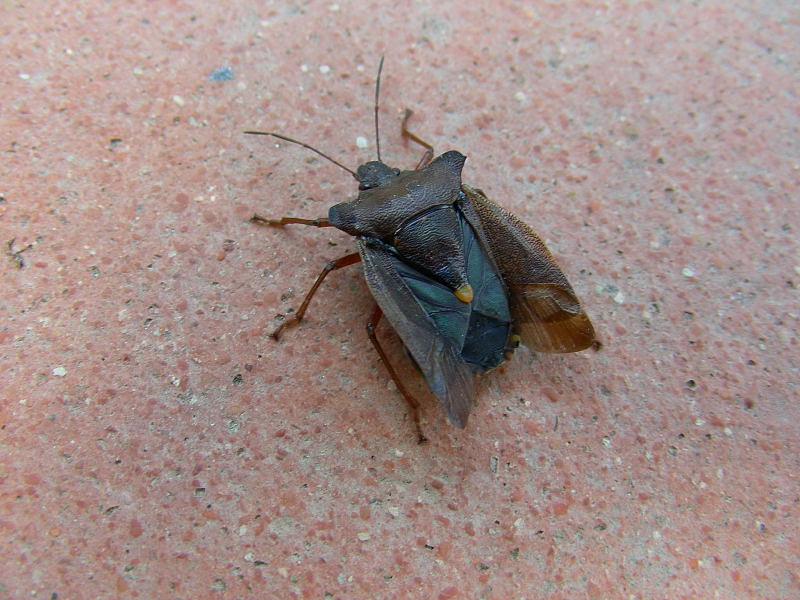 Pentatoma rufipes