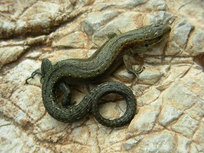 Lucertola vivipara