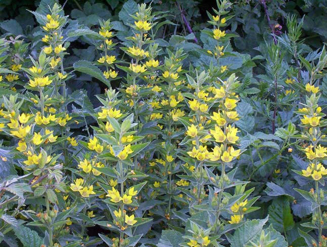 Lysimachia punctata / Mazza d''oro punctata