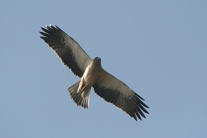 Aquila Minore